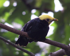 Golden-Crested Myna photo 2
