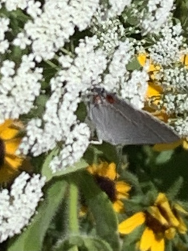Gray Hairstreak