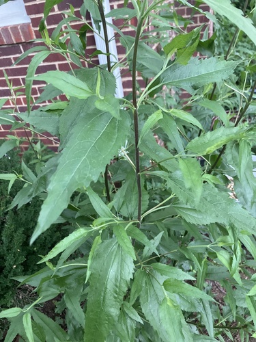 late boneset
