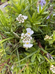 Iberis sempervirens