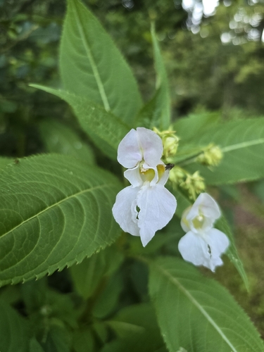 Himalayan balsam