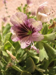 Hyoscyamus