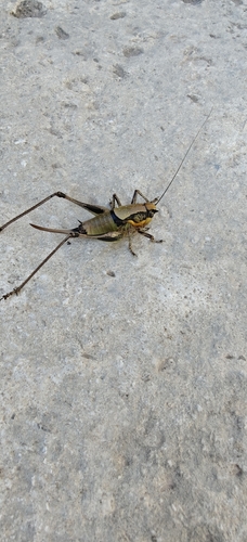 Schmidt's Marbled Bush-cricket