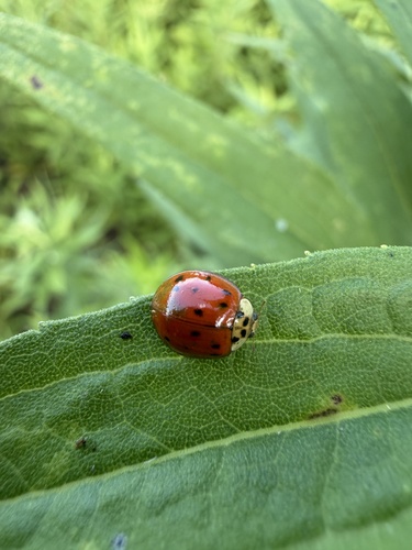 Asian Lady Beetle