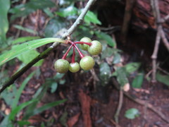 Ardisia brevipedata