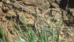 Masticophis lateralis euryxanthus