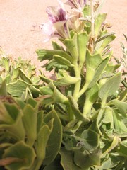 Hyoscyamus