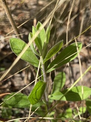 Sericocarpus tortifolius