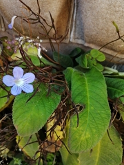 Streptocarpus johannis