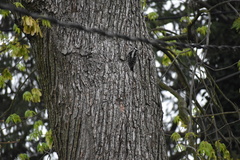 Dryobates pubescens