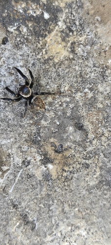 Mediterranean white-banded spider