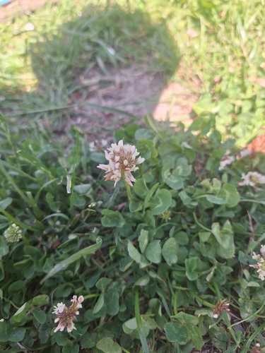white clover
