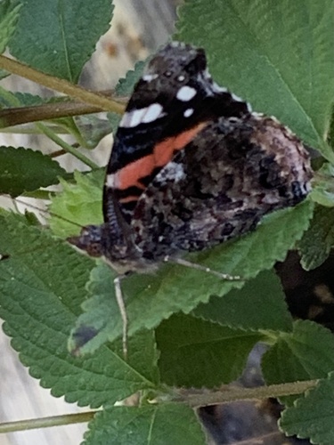 Red Admiral