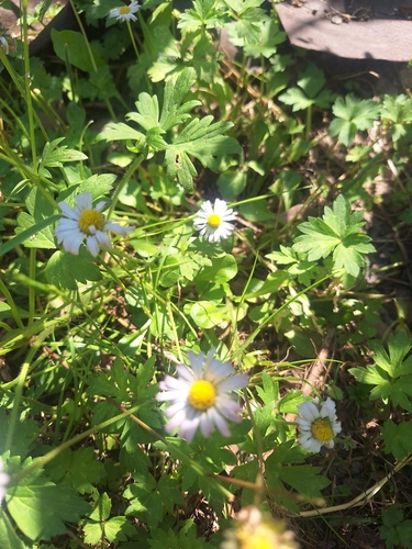 Lawn daisy