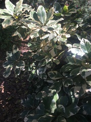 Heptapleurum arboricola