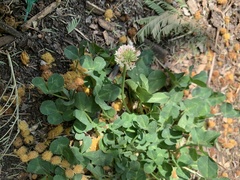 Trifolium repens