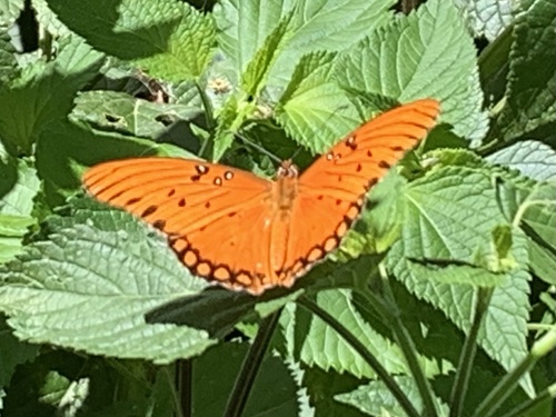 Gulf Fritillary