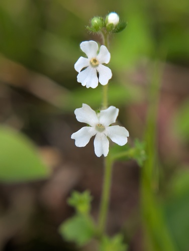 Stimpsonia chamaedryoides