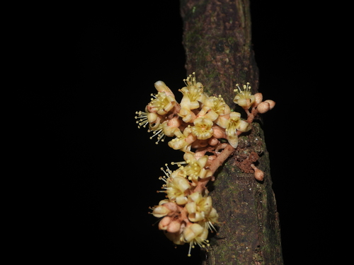Connarus observed 2026-06-20