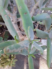 Cotyledon orbiculata dactylopsis