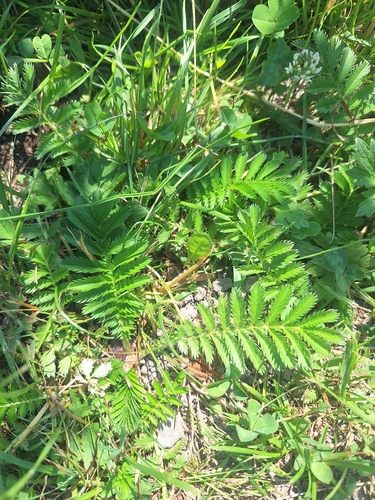 common silverweed