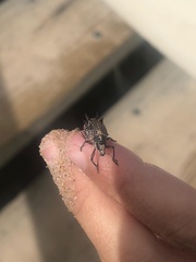 Catasarcus spinipennis