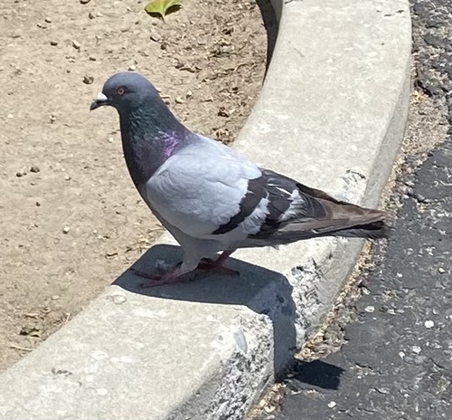 Feral Pigeon