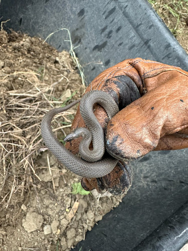 Rough Earthsnake