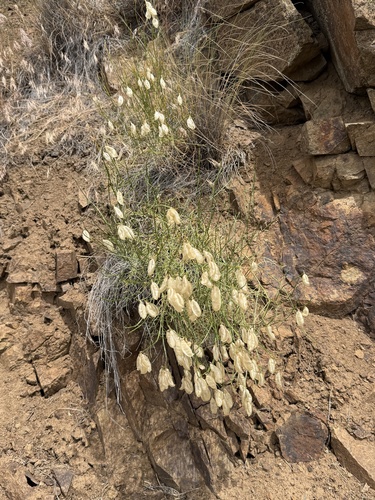 Astragalus cusickii, 2026-06-27