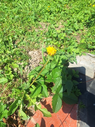 dandelions