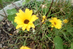 Asteraceae