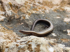 Ablepharus kitaibelii