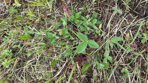 Virginia strawberry