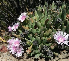 Acrodon bellidiflorus