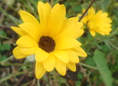 Asteraceae