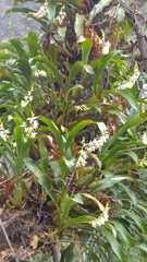 Coelogyne stricta