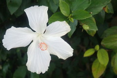 Hibiscus