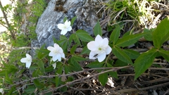 Anemonoides trifolia
