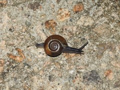 Macrochlamys superlita