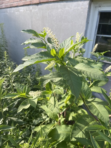 American pokeweed
