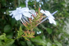 Plumbago auriculata