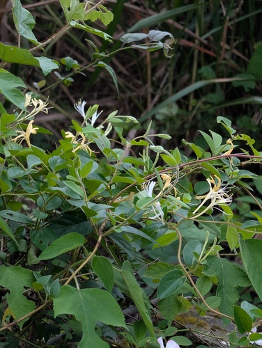 Japanese honeysuckle