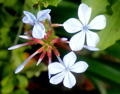 Plumbago auriculata
