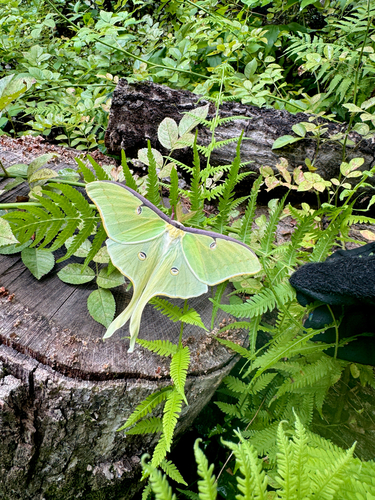 North American Luna Moth