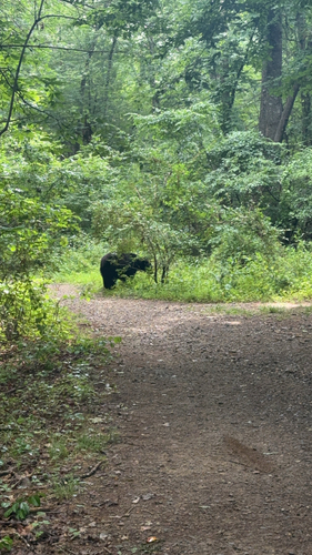 American Black Bear