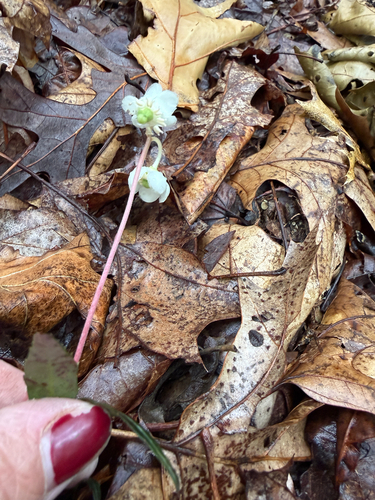 striped wintergreen