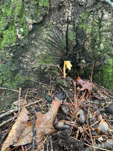 pinesap