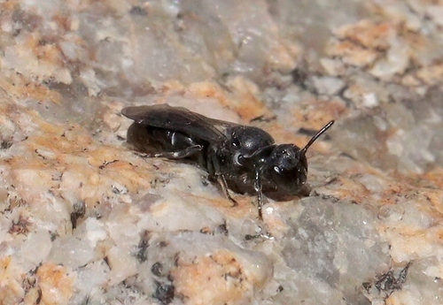 iNaturalist observation photo of Masked Bees