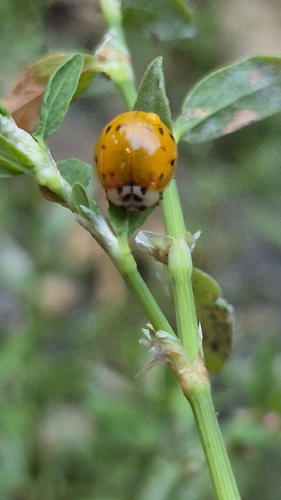 Asian Lady Beetle