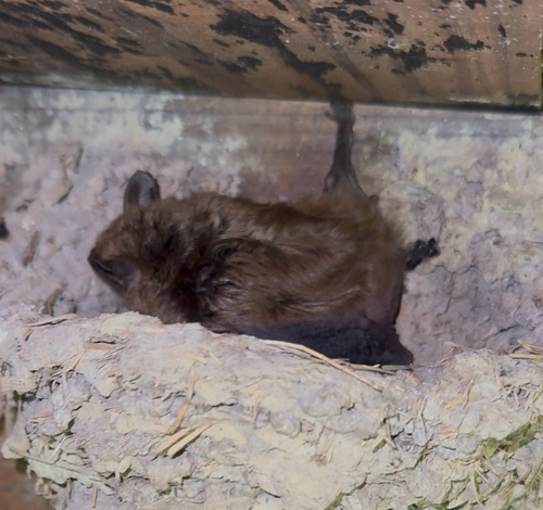Big Brown Bat